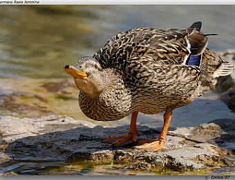 Animali 038